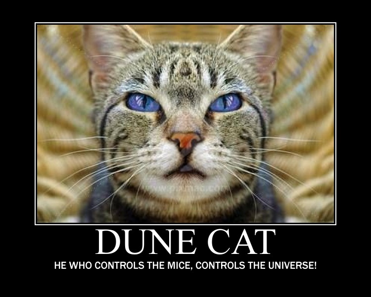 Dune Cat.jpg